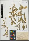 Foto von Salix alba L. x Salix fragilis L.